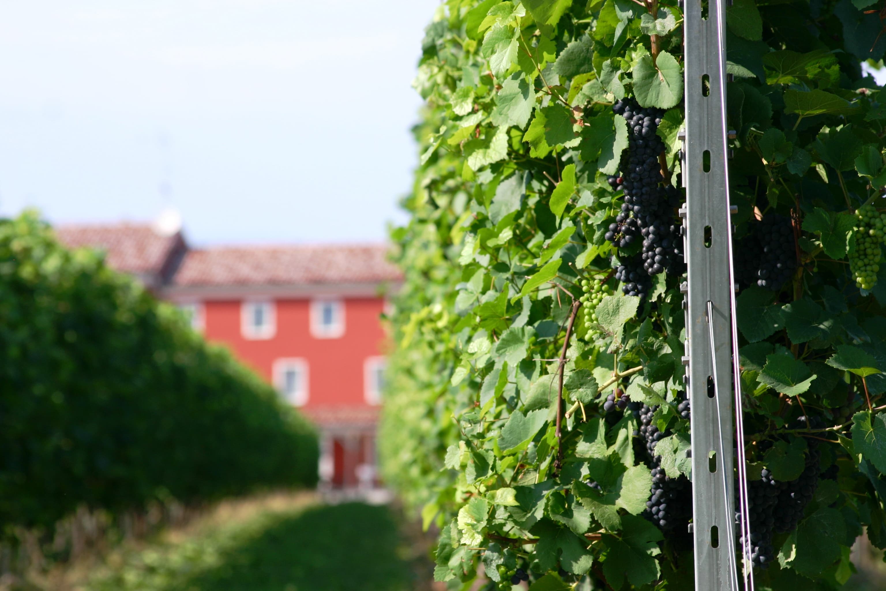 Pinot nero