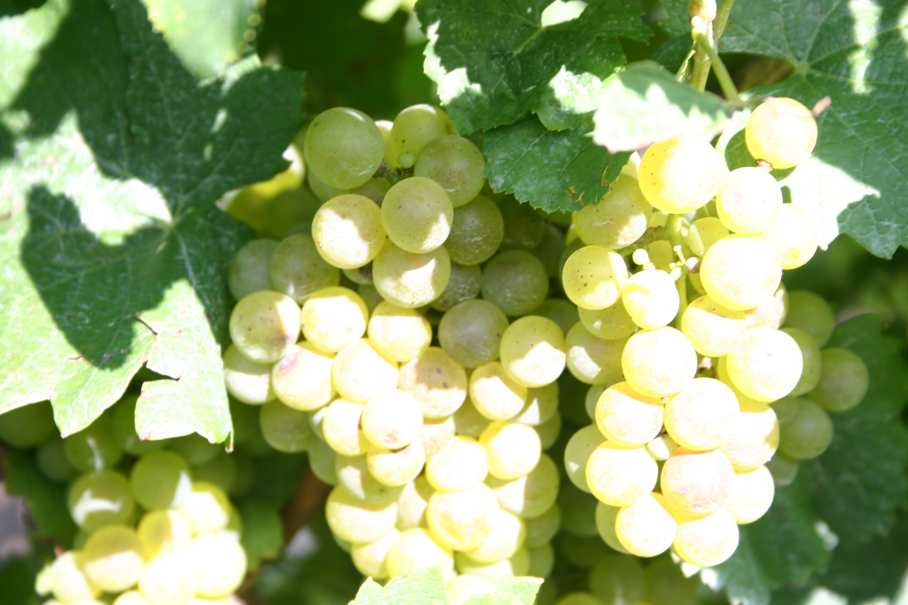 Chardonnay baciato dal sole
